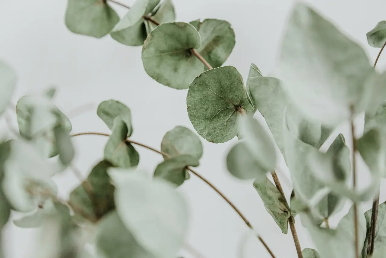 Eucalyptus leaves in soft light